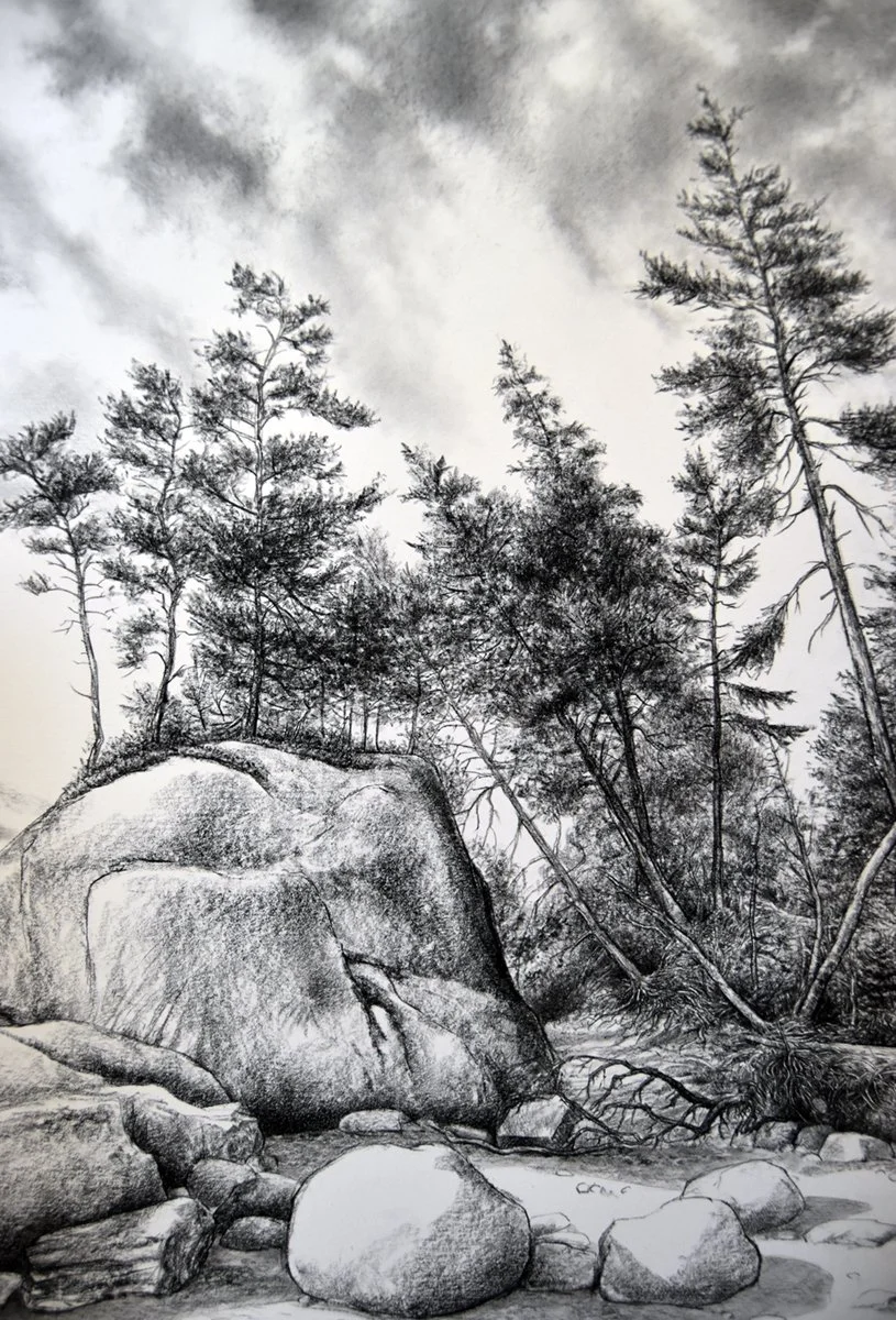 Detail of James Mundie's black-and-white drawing of a beach in Maine, with a tangle of fallen trees among the granite ledges and boulders.