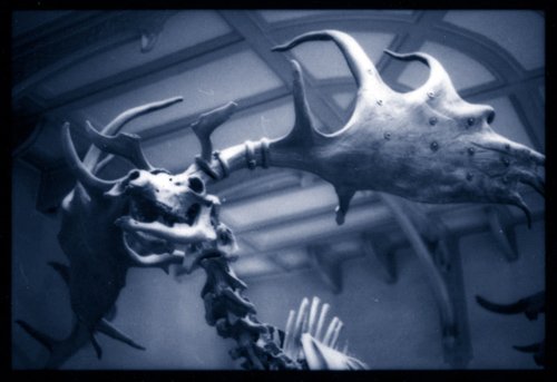 Megaloceros Giganteus
