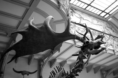 jdp-elk-1-bw.jpg