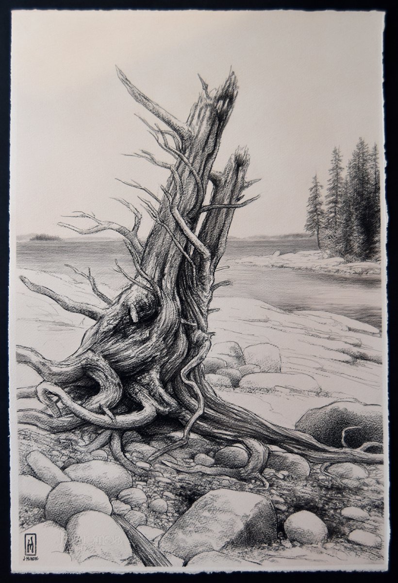 James Mundie's drawing of a weathered and twisted driftwood treestump washed up on the rocky shore of an island in Maine.