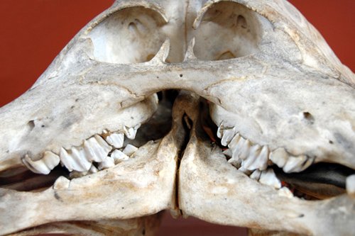 Two-headed calf skull