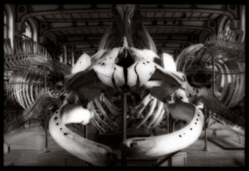 Ghosts of the deep