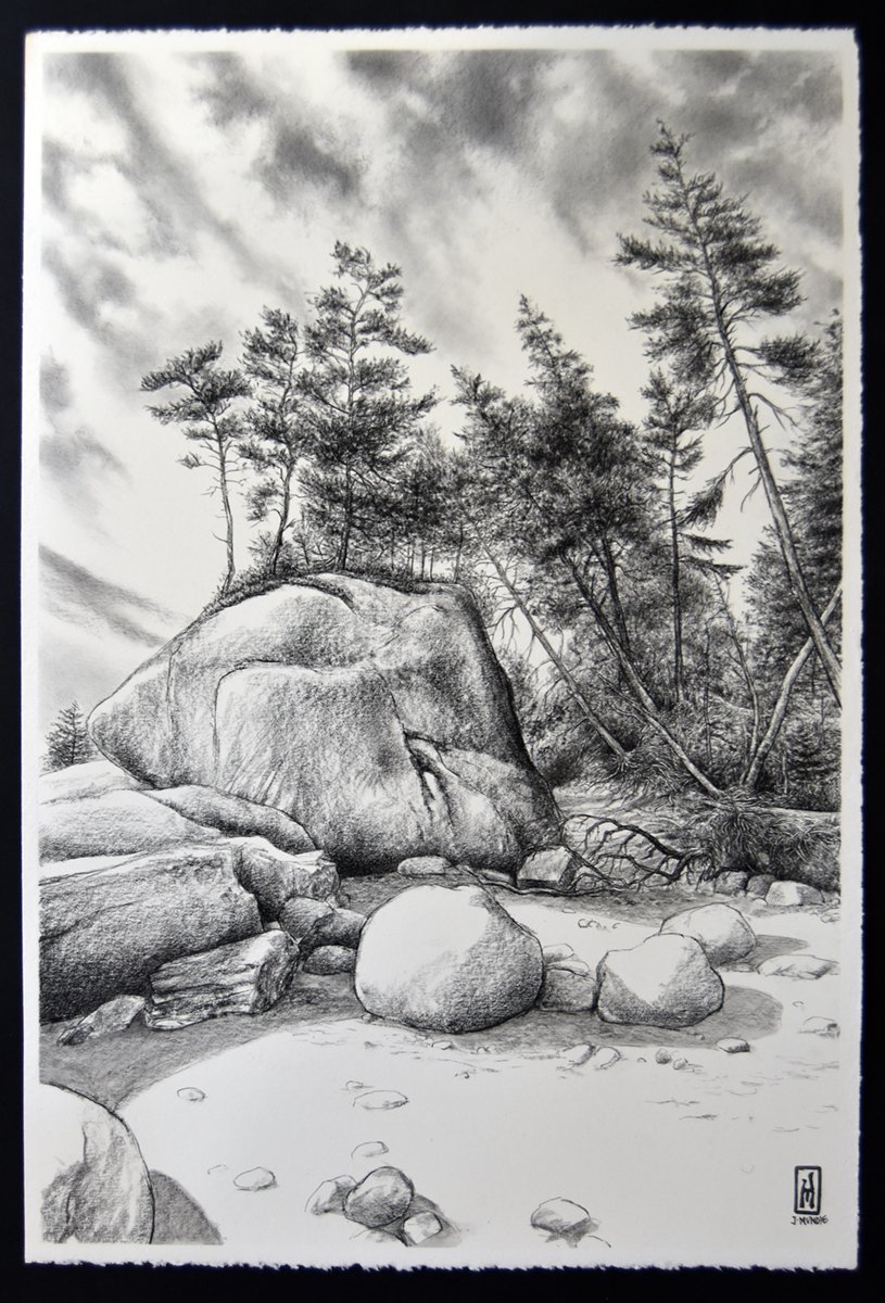 James Mundie's black-and-white drawing of a beach in Maine, with a tangle of uprotted and fallen evrgreen trees among the granite ledges and boulders.