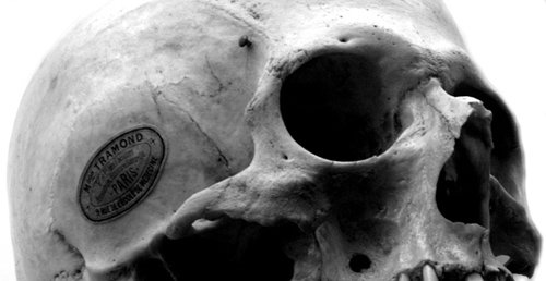 skull from Maison Tramond