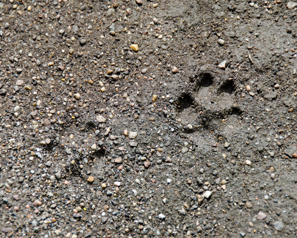 Signs You Have a Predator on Your Property (And What to Do Next)