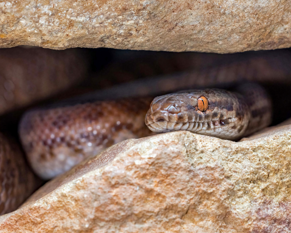 snake-removal-from-home-atlanta