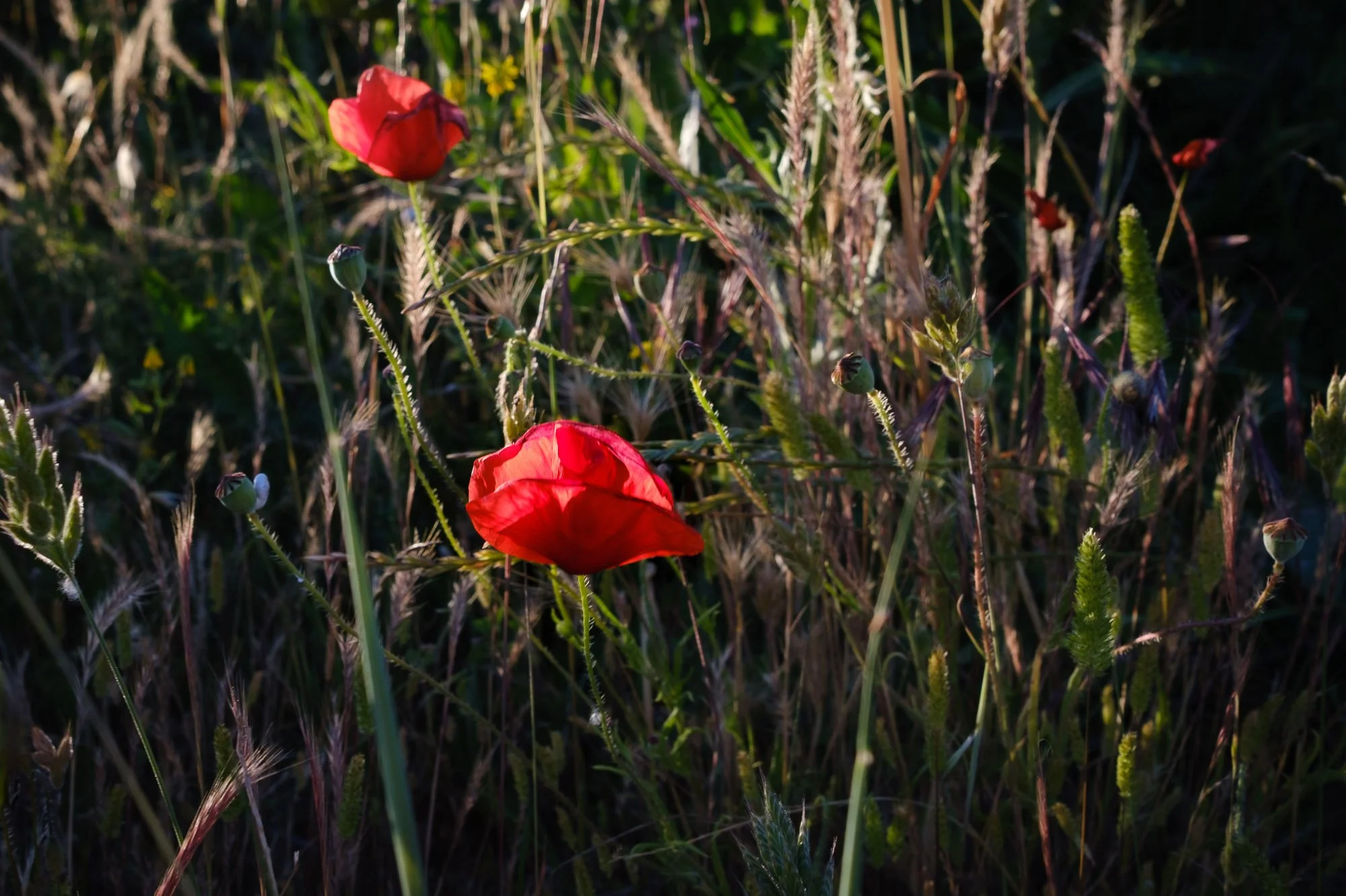 Roadside poppies and wild flowers, Provence.jpg