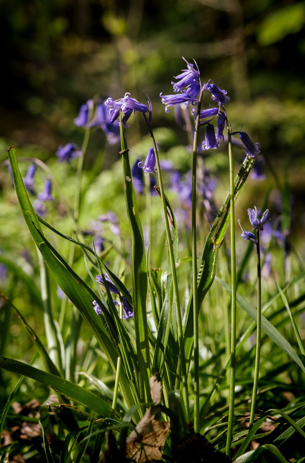 Bluebell Morton Wood.jpg