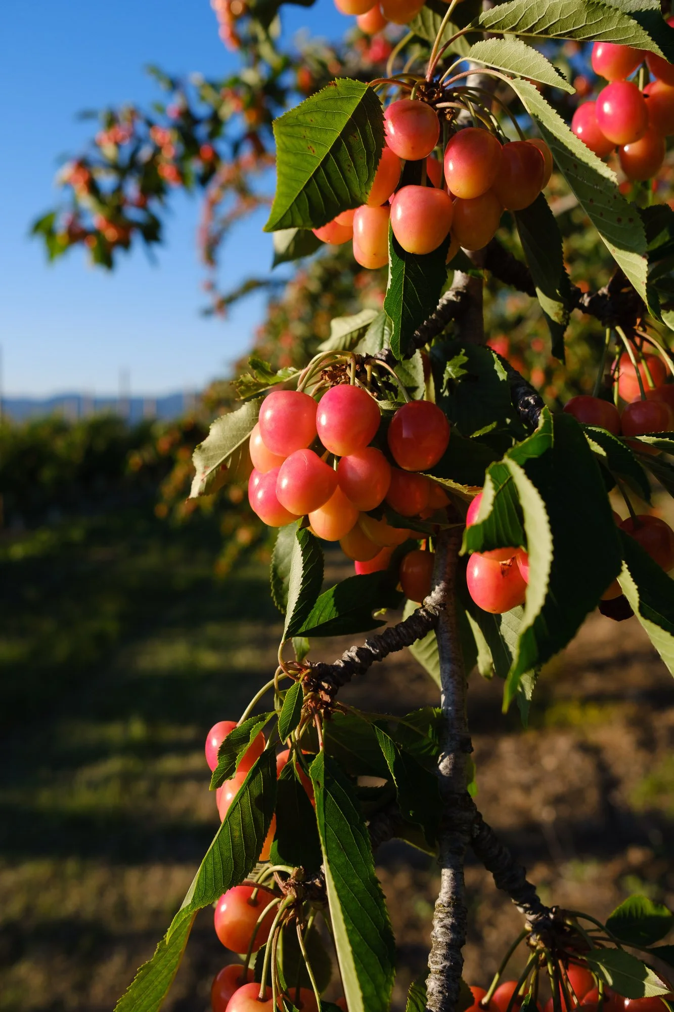 Ripening cherries, Provence.jpg