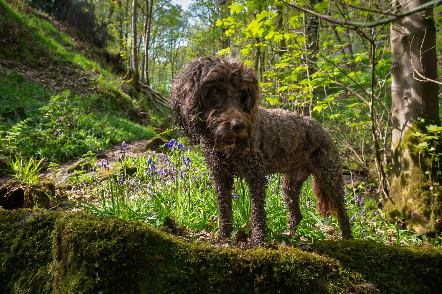 Casper in Morton bluebell wood.jpg