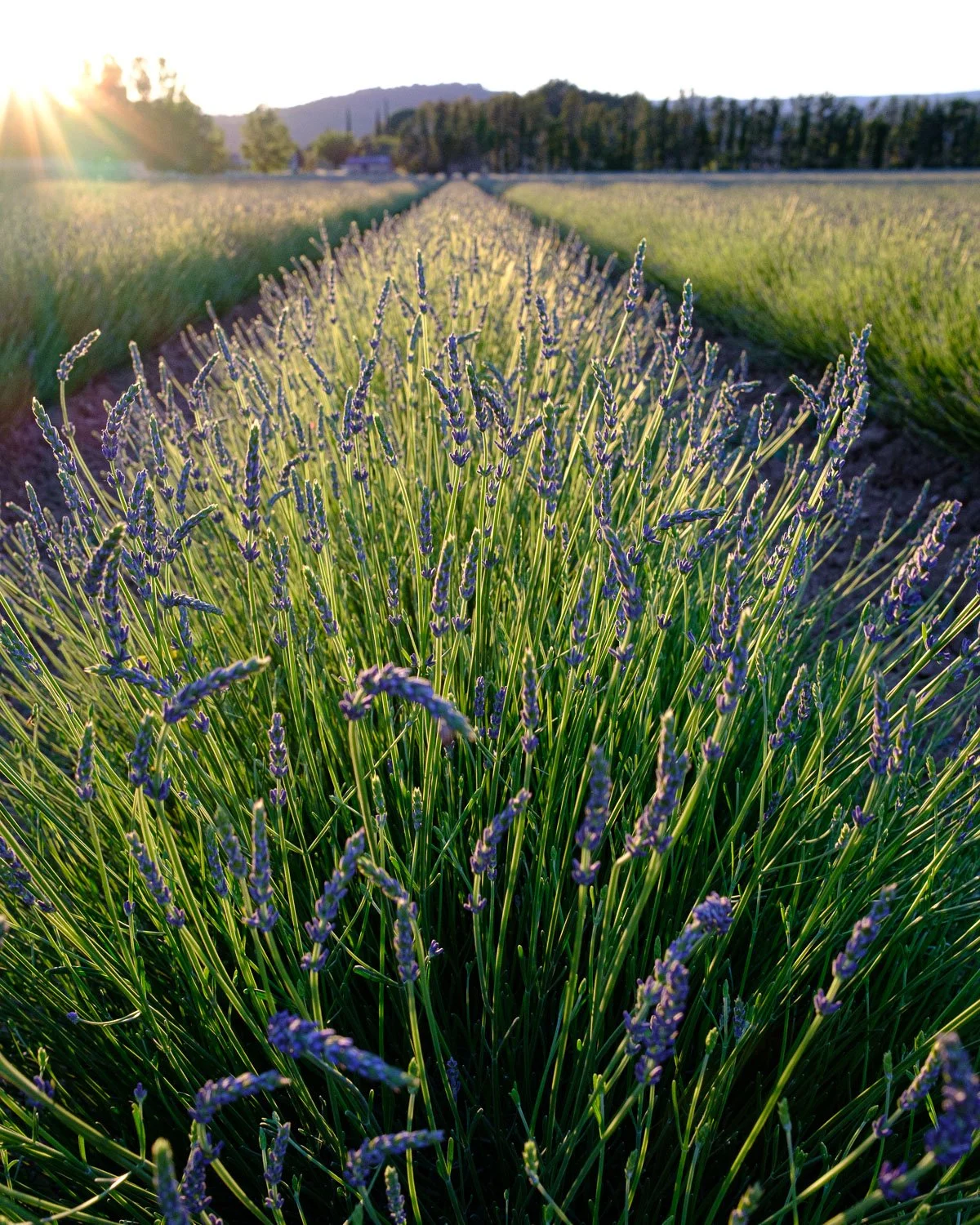 Lavender, Apt, Provence.jpg
