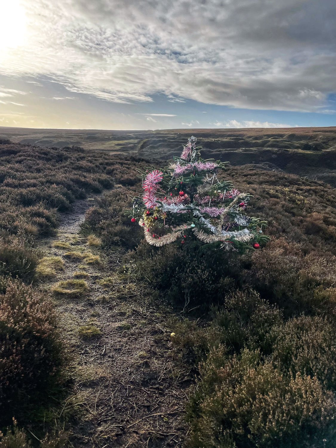 Christmas tree, Harden reservoir tops.jpg