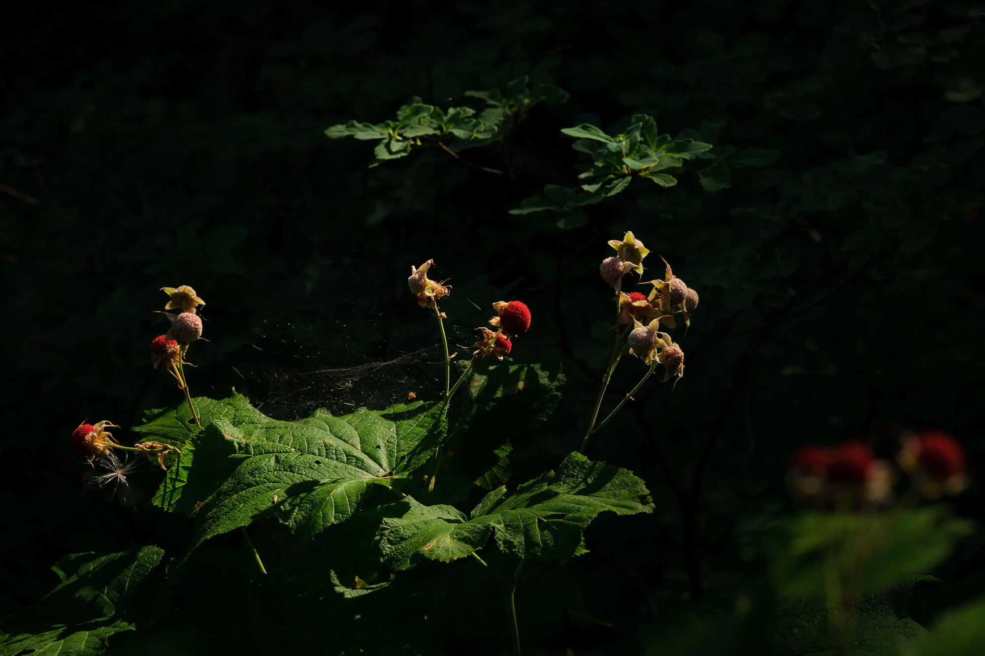 Bear raspberries.jpg