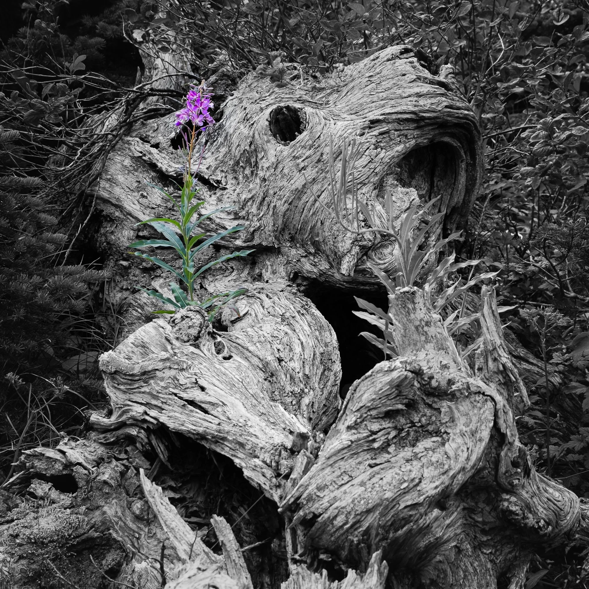 Grey trunk and flower.jpg