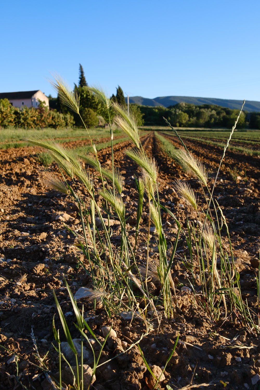 Wheat grass bowing to the sun, Provence.jpg