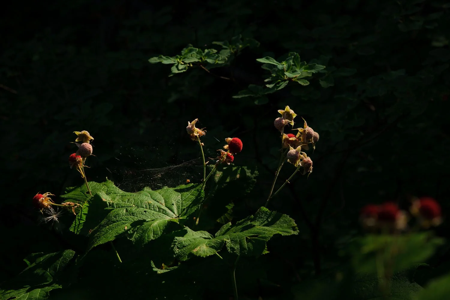 Wild Montana raspberries, bear country.jpg