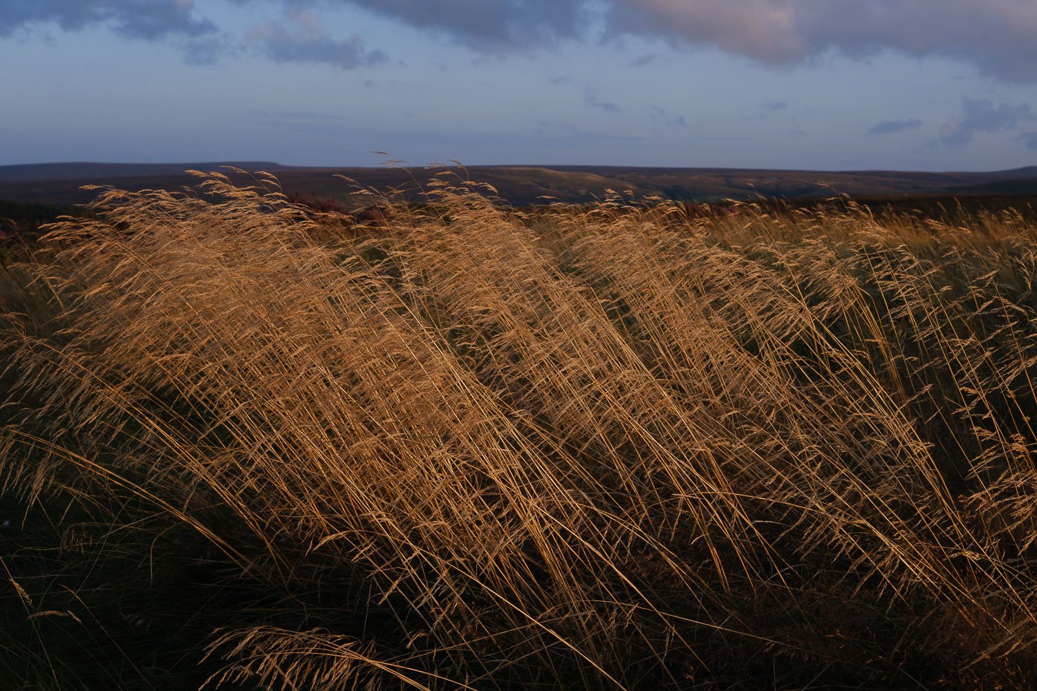 Evening light on grasses, Harden Moor.jpg
