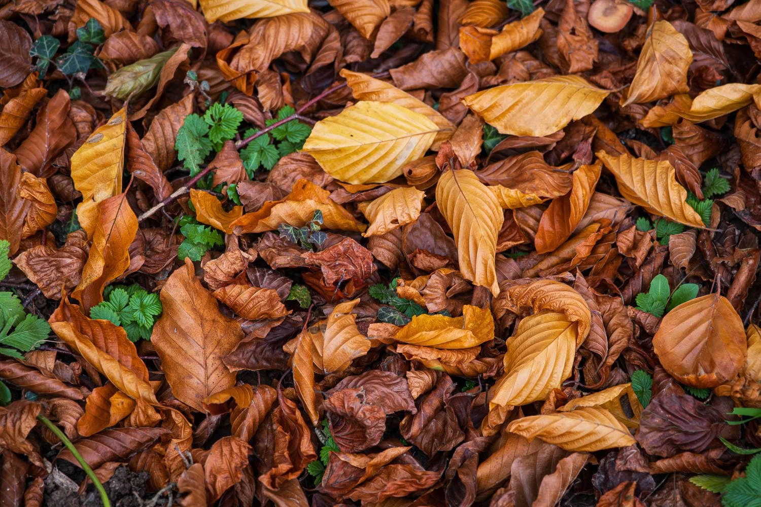 Autumn leaves, Normandy.jpg