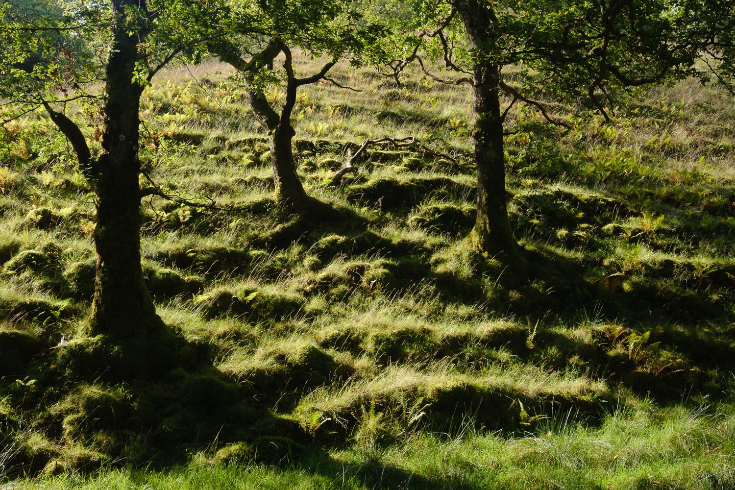 Sunlight and shade in the woods near Benmore Botanic Gardern, Argyll.jpg
