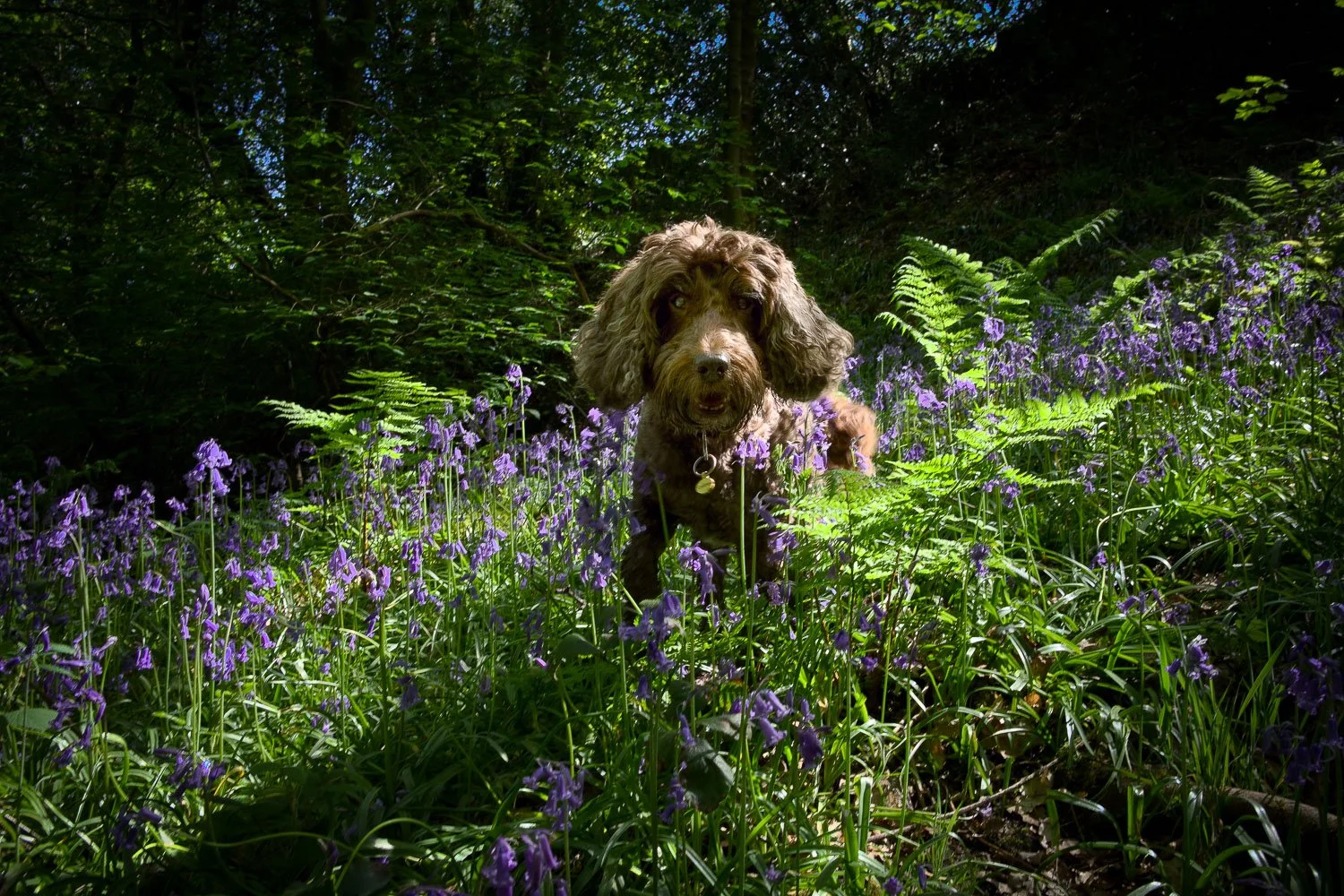 Casper in bluebells, Morton Wood, Hepworth.jpg