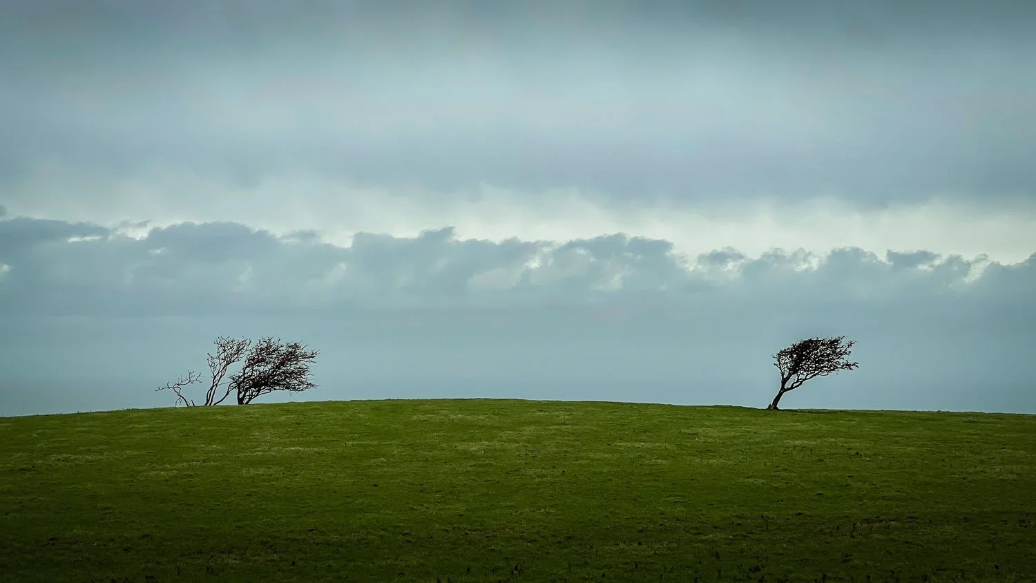 Windswept near Scarborough.jpg
