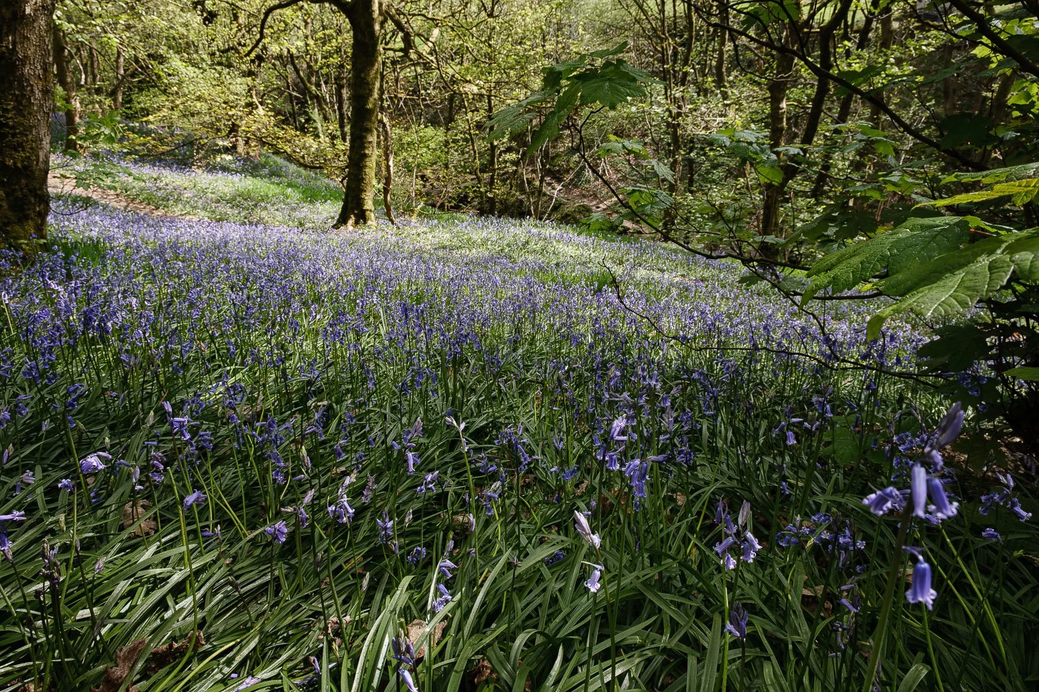 Bluebell tide, Morton Wood, Hepworth.jpg