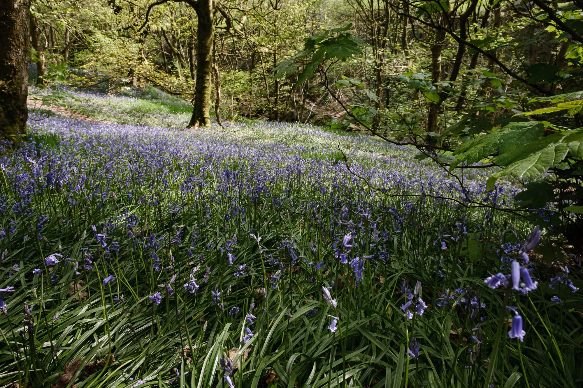 Bluebell cascade.jpg