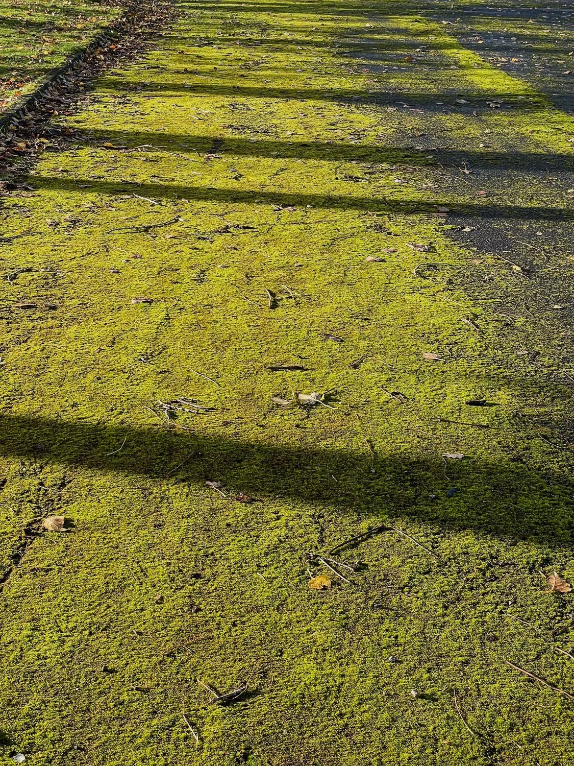 Moss and shadows Hepworth.jpg