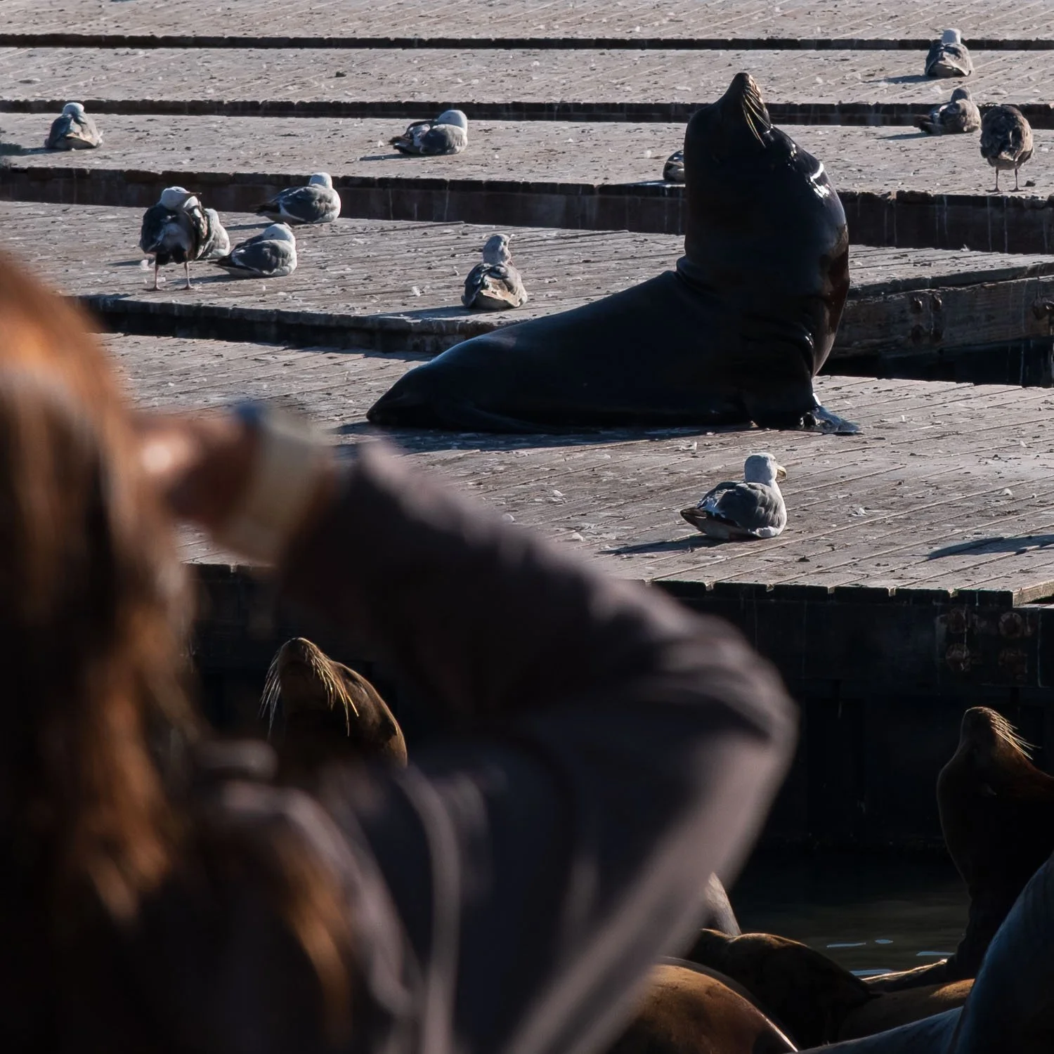 Sea lions, Pier 39, San Francisco.jpg