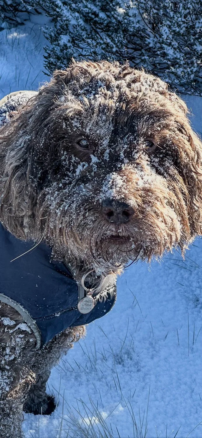 Casper with snowy face, Harden reservoir.jpg