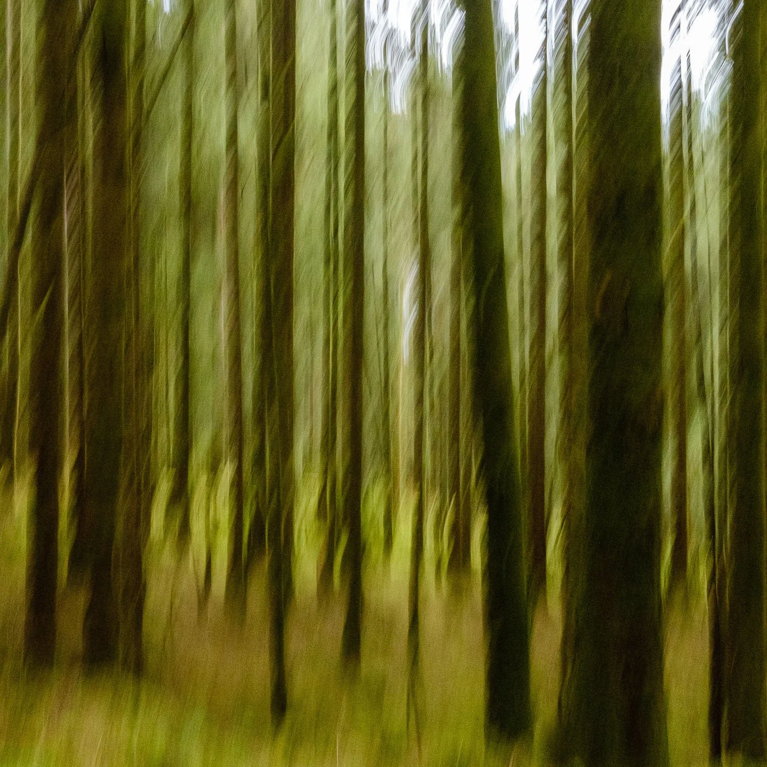 Lost in the forest alongside Loch Long #icm.jpg