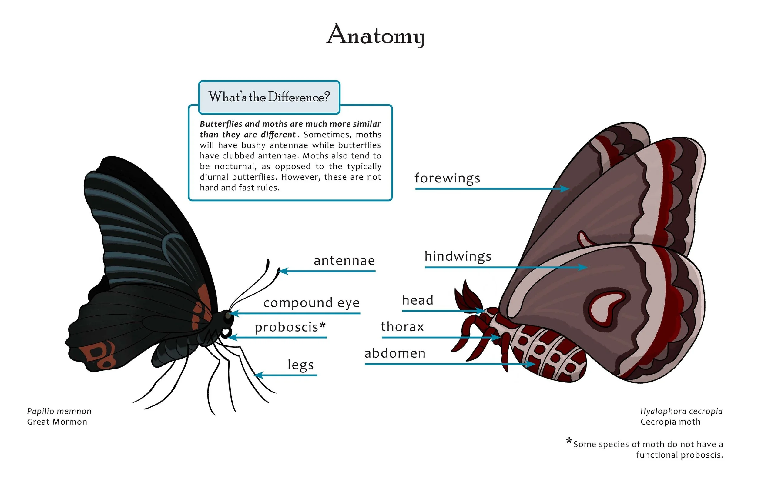 Close-up on the anatomy illustration.