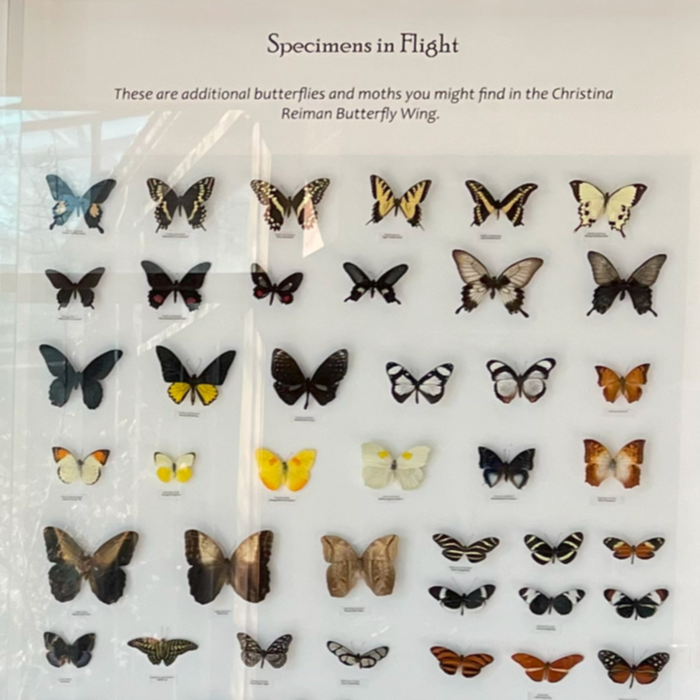 Reiman Gardens Butterfly Display