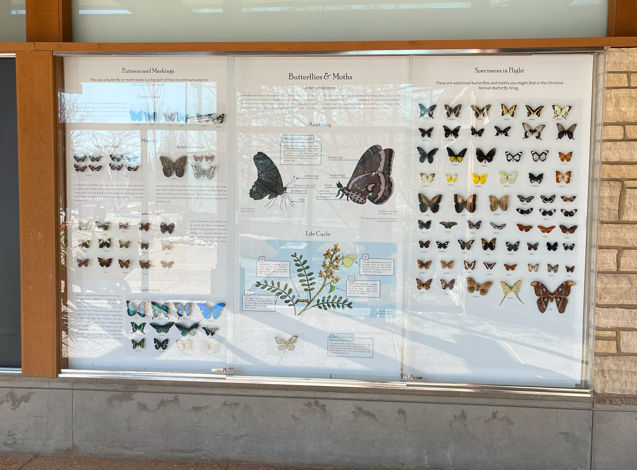 Display in the lobby with pinned butterflies included.
