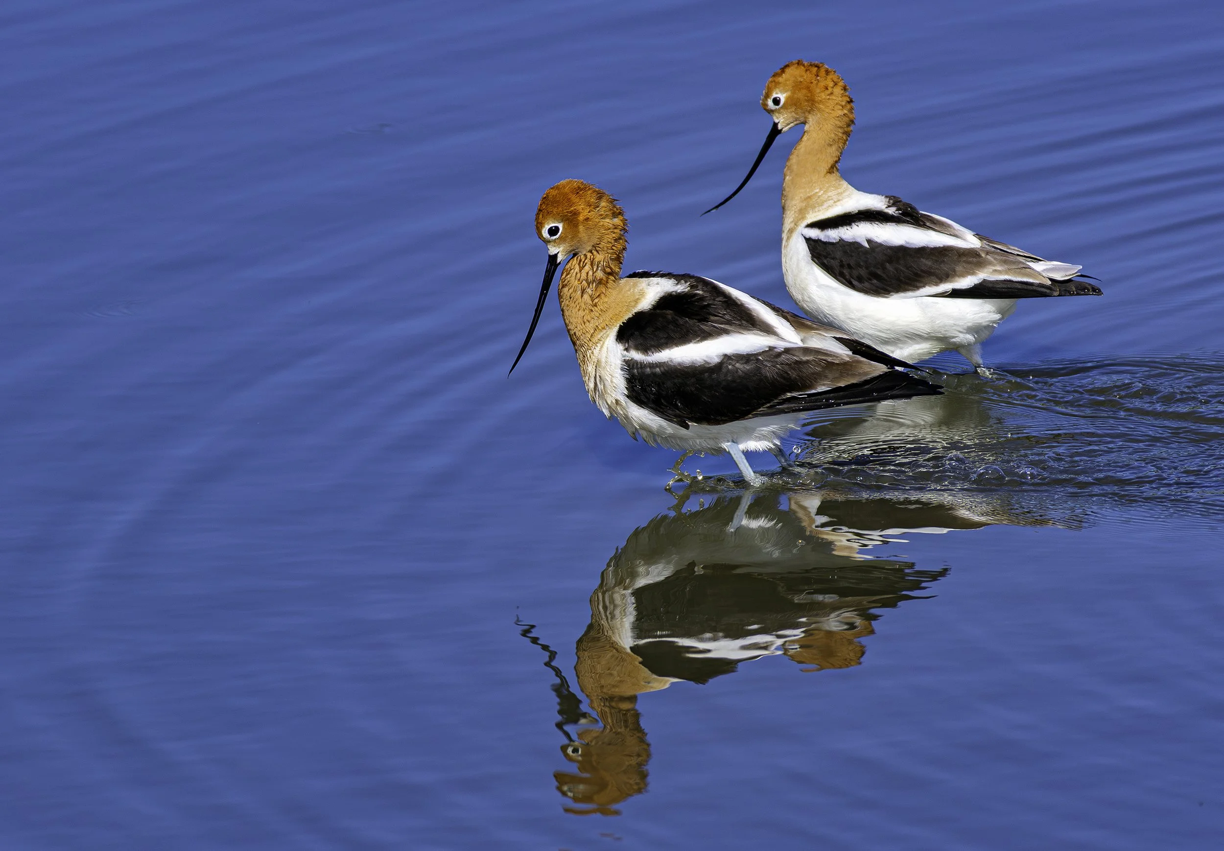 avocet3.jpg