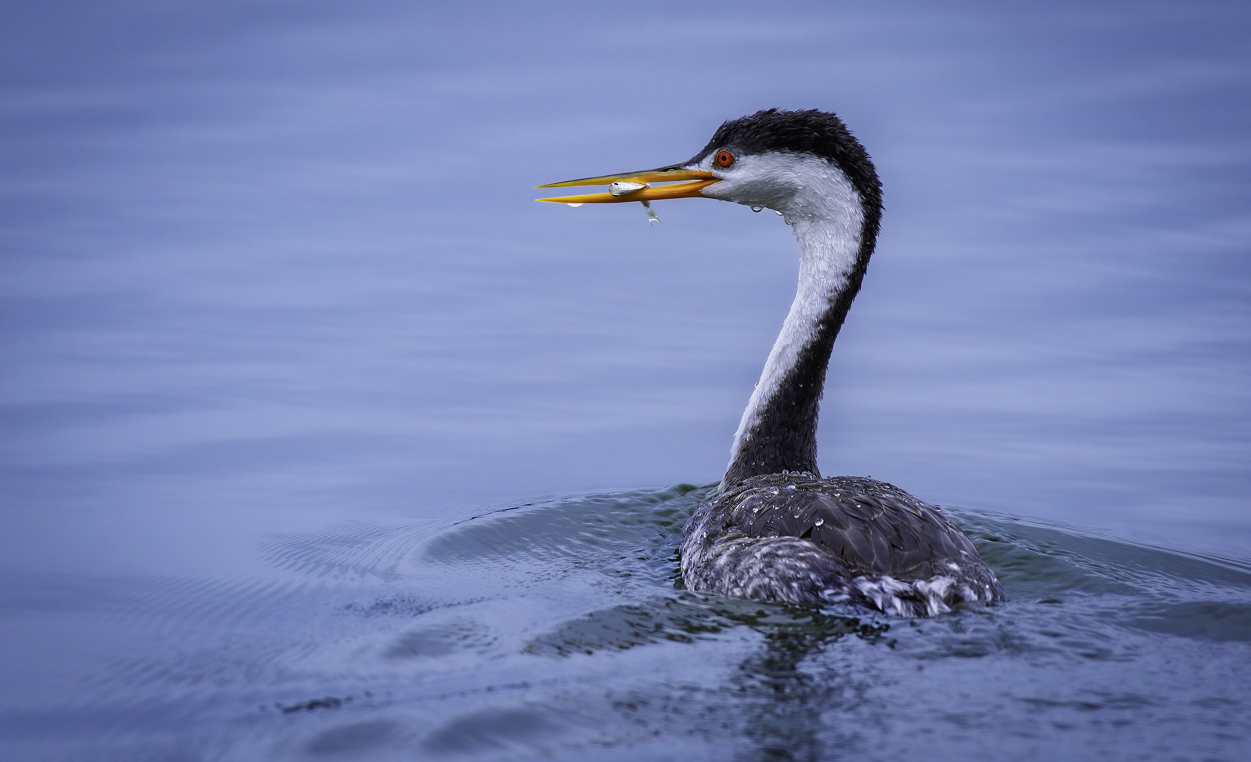 grebe-fish.jpg