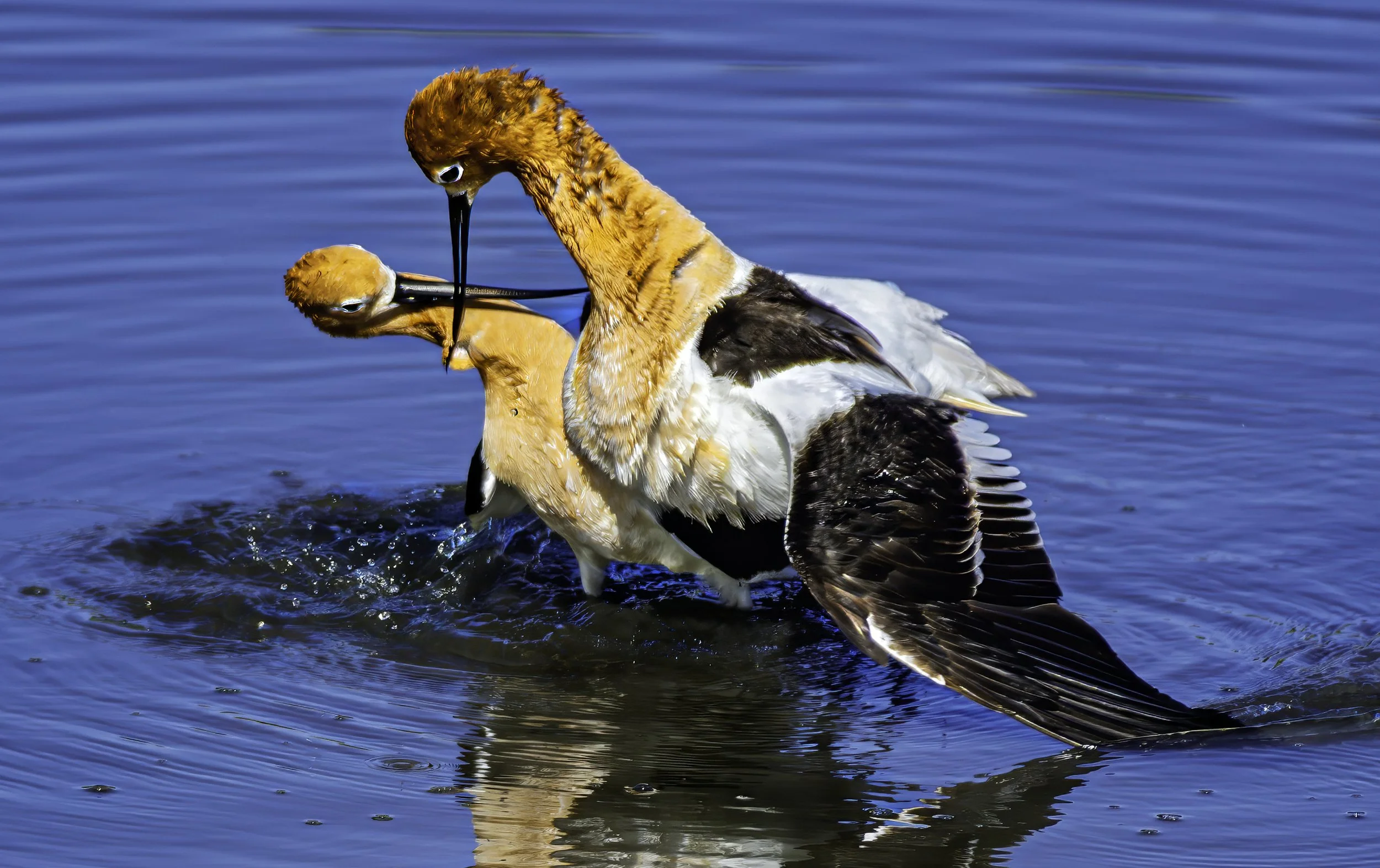 avocet2.jpg
