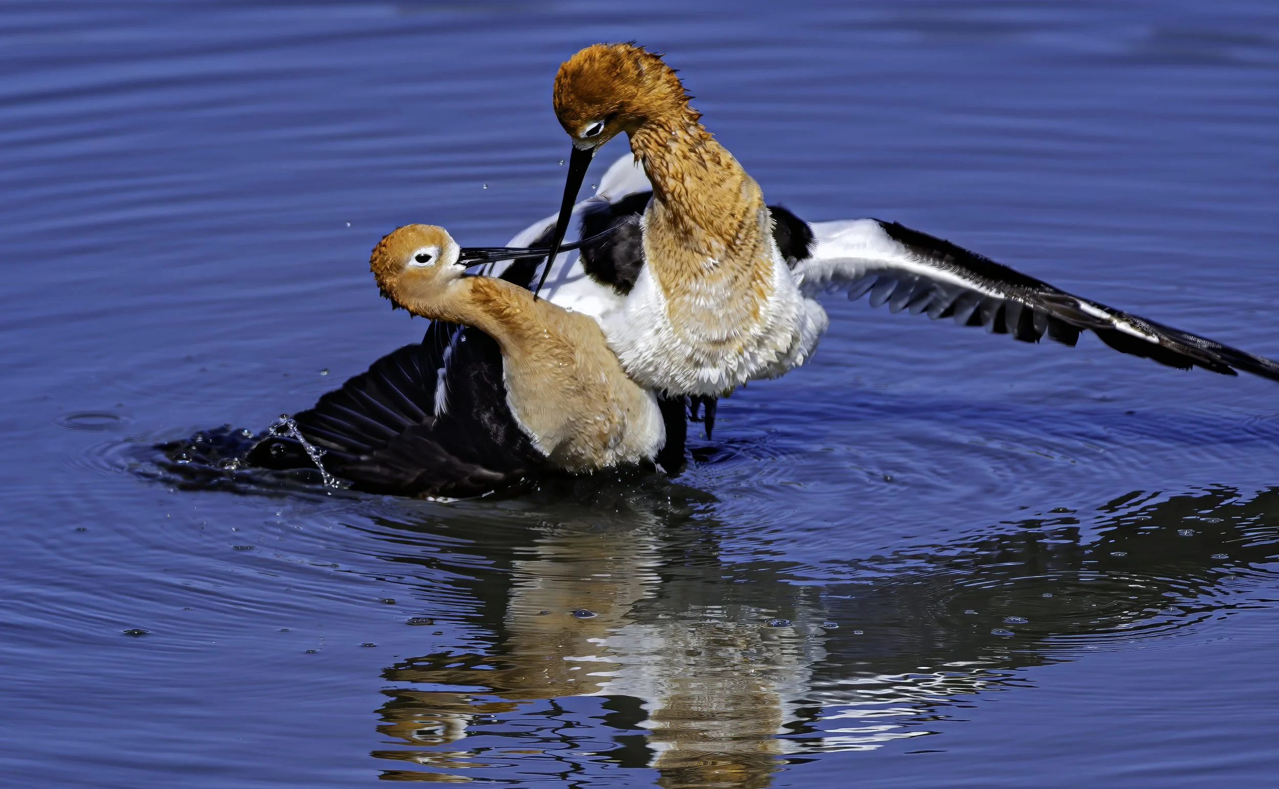 avocet1.jpg