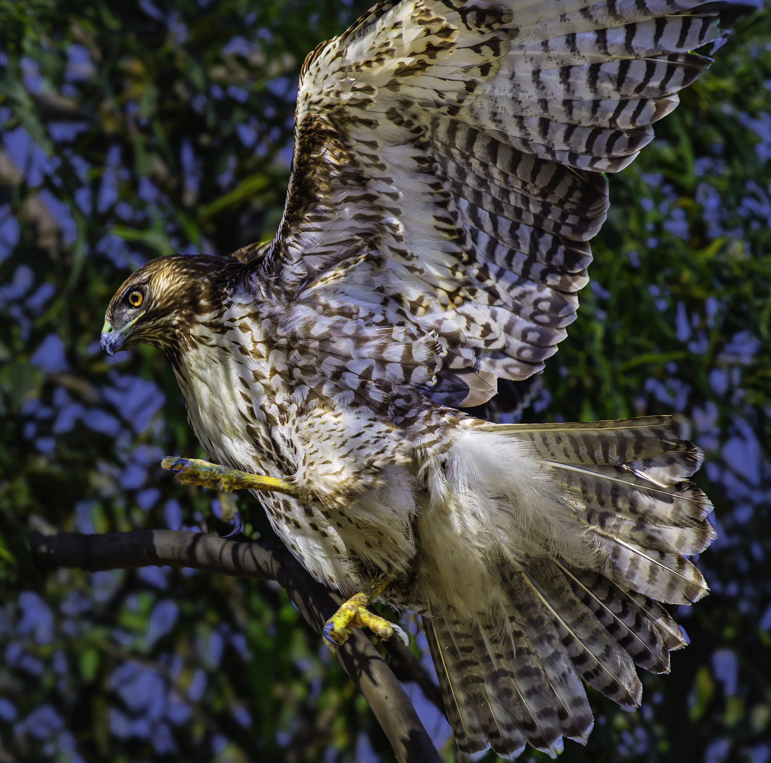 redtail.jpg