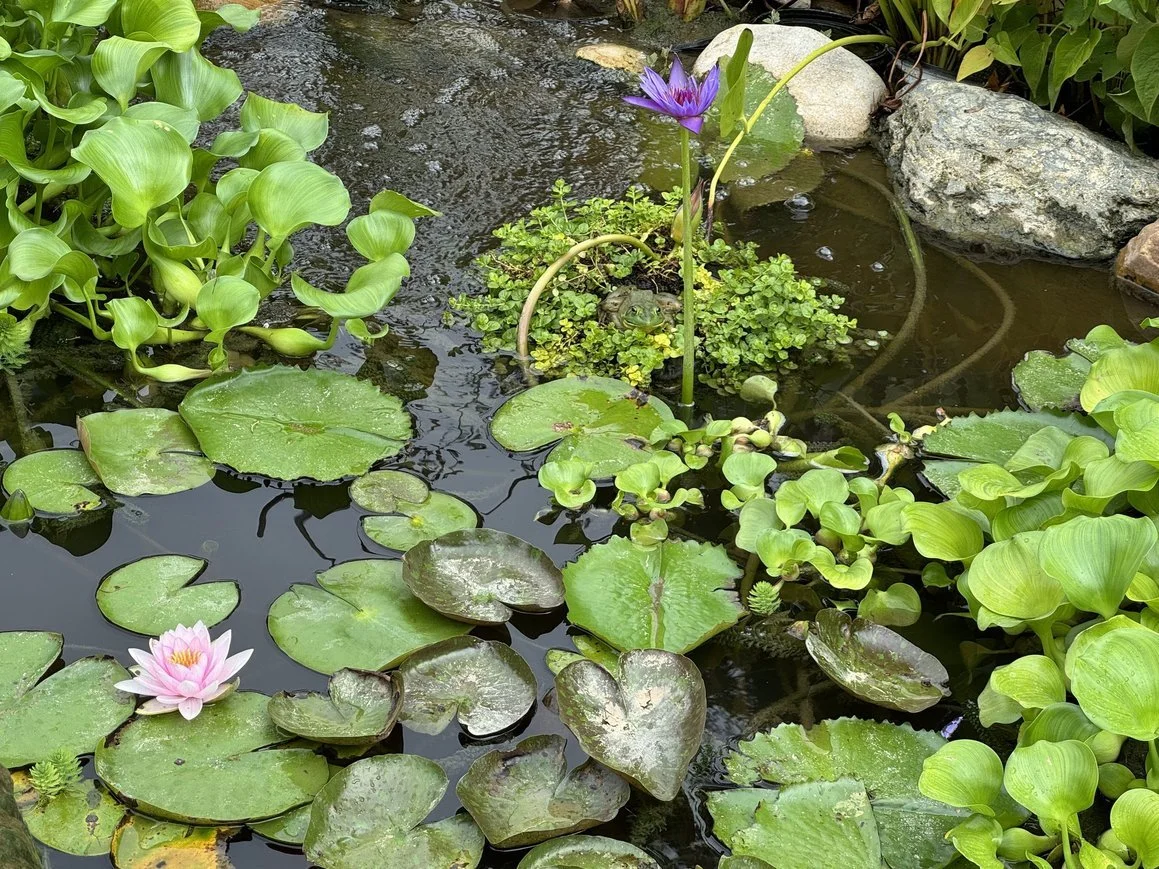 pond lilies 2.jpeg