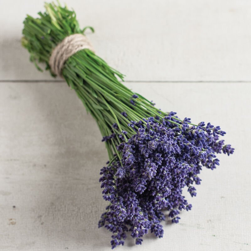 Coming Soon! Lavender Elegance