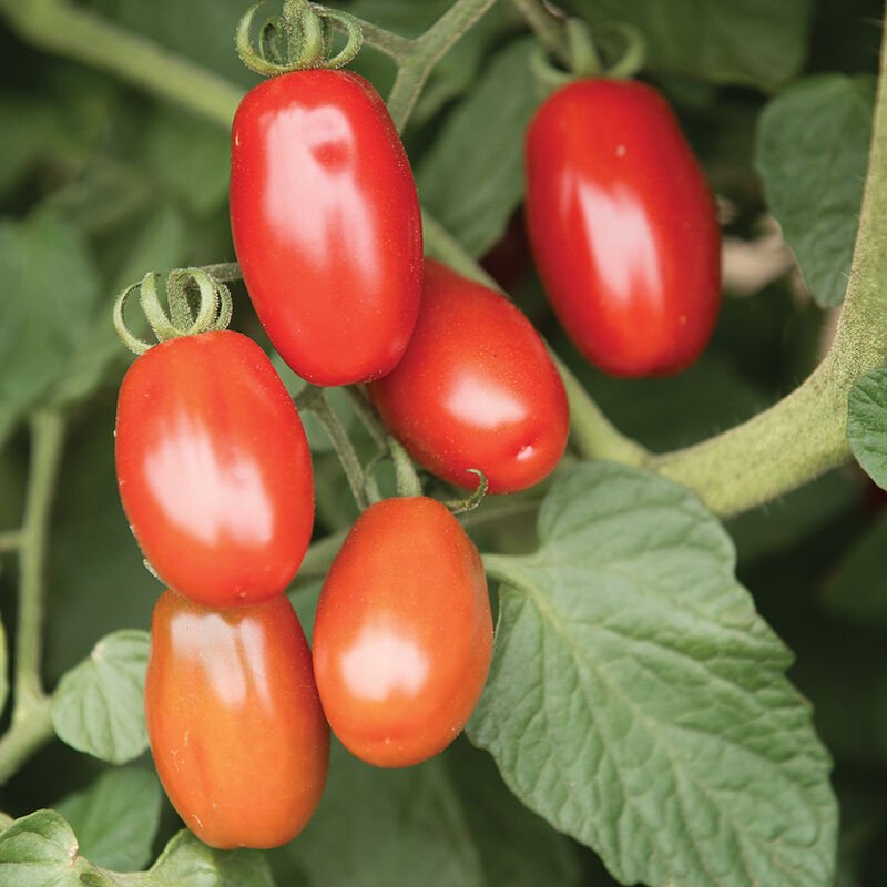 Coming Soon! Tomato Valentine