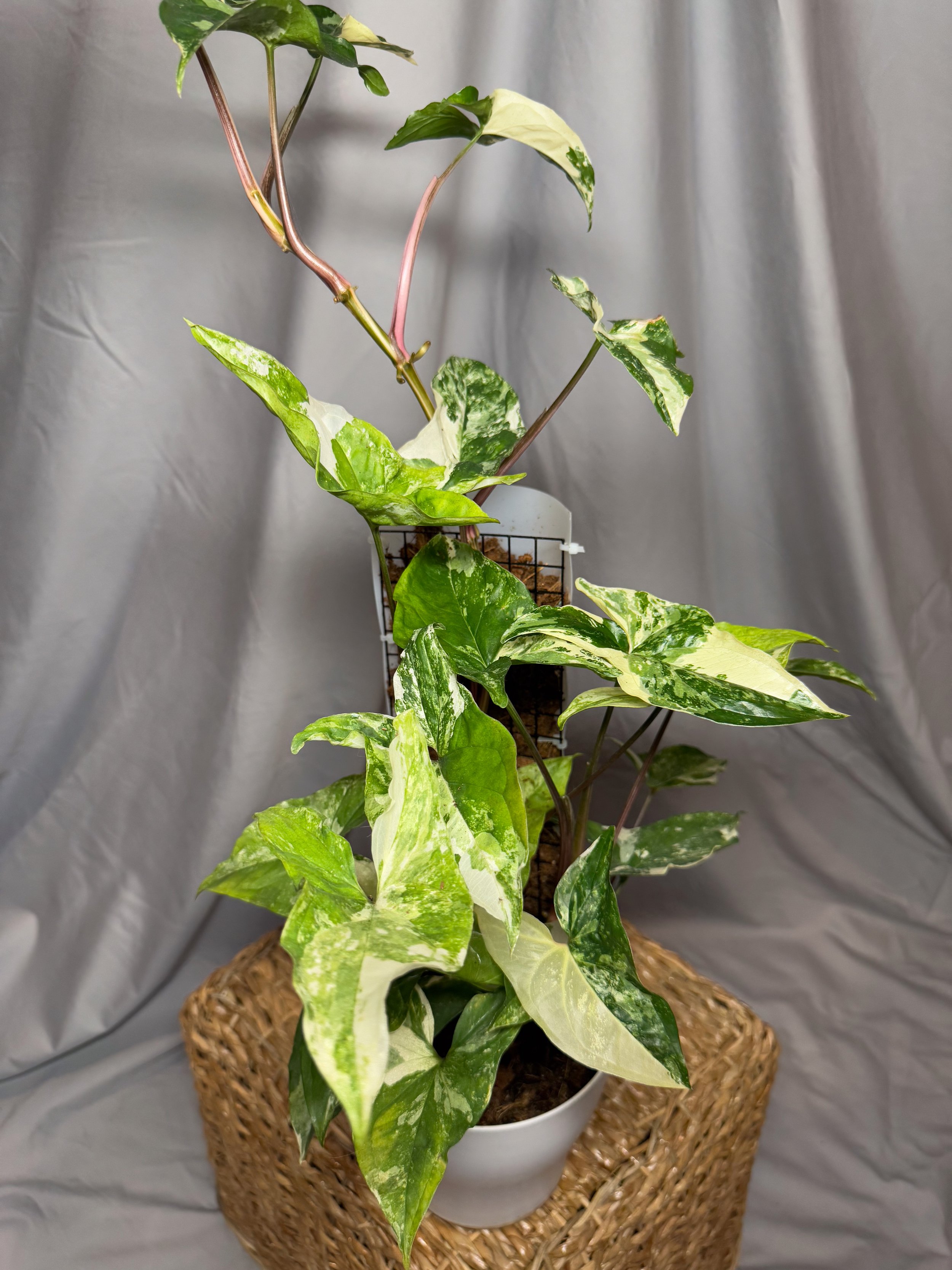 Syngonium Podophyllum Albo Variegata