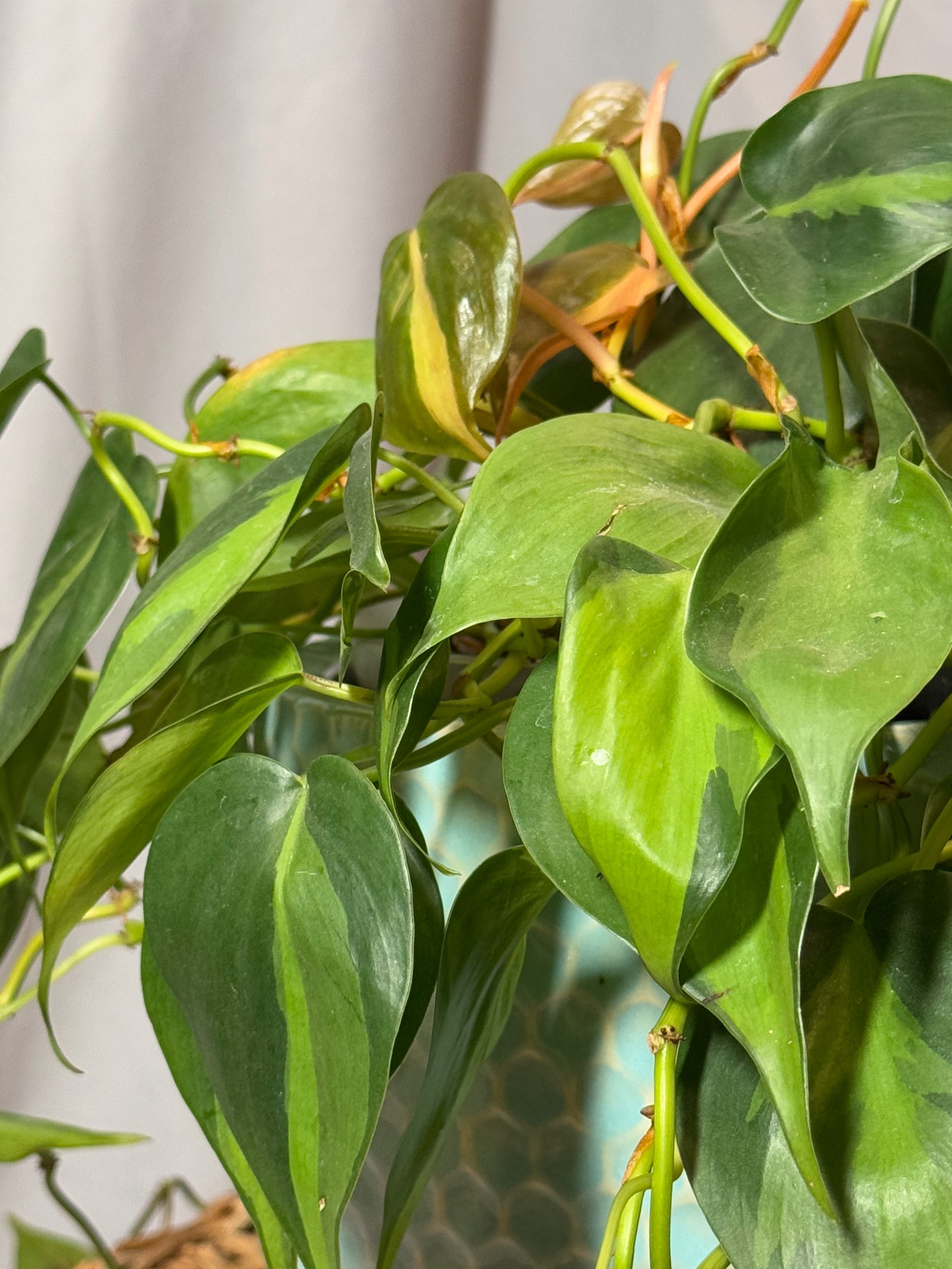 Philodendron Brasil Tropical Houseplant
