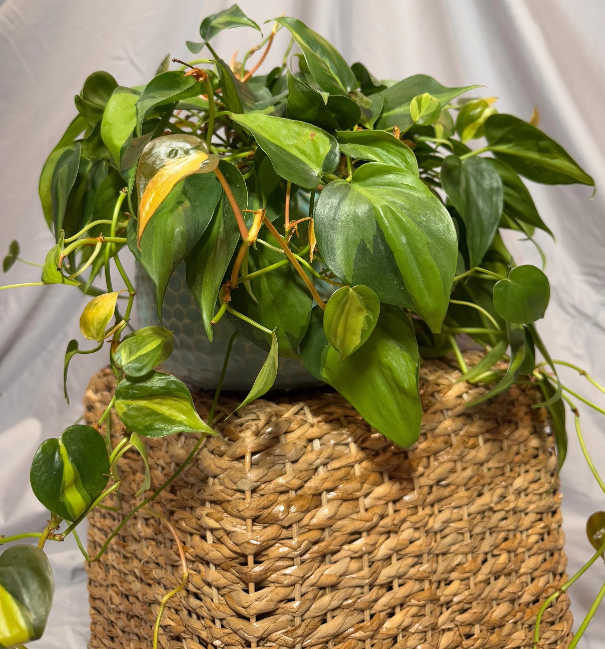Philodendron Brasil