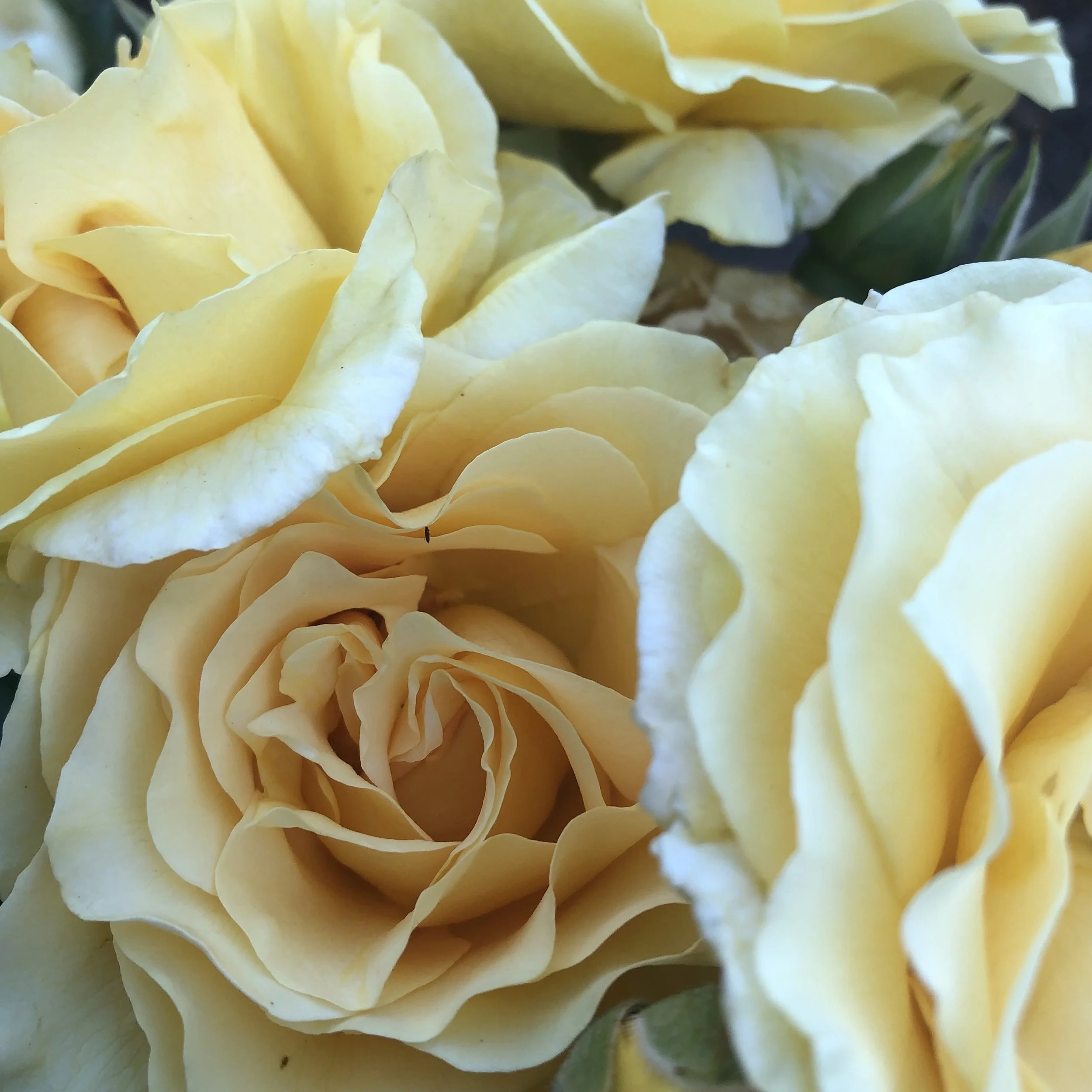 Things that blossom and bloom: ideas, creations, people, projects, relationships.