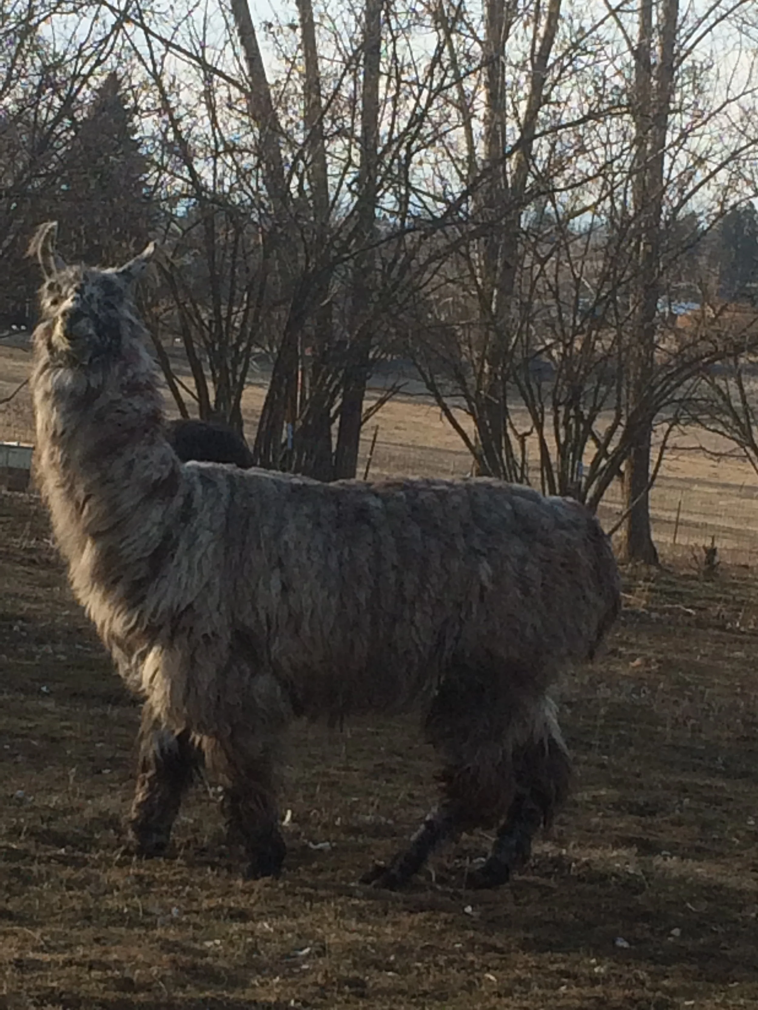 Llama_Rocky.JPG