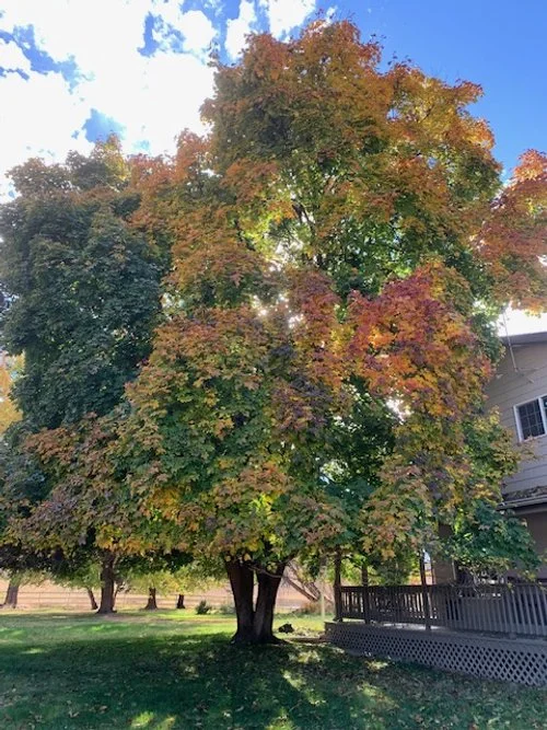 Flora_Maple Tree Fall.jpg