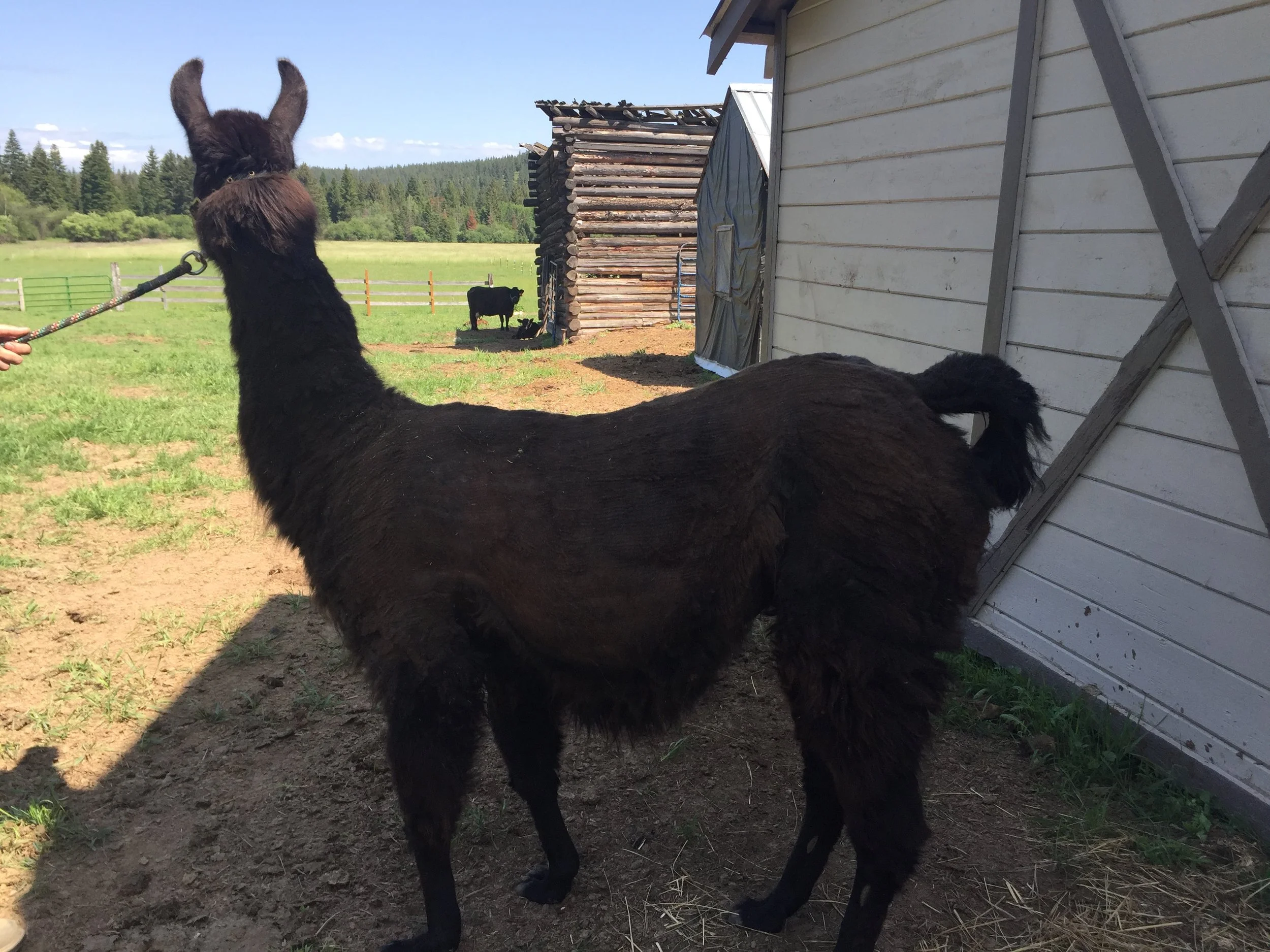 Eilowney (Spring '24)