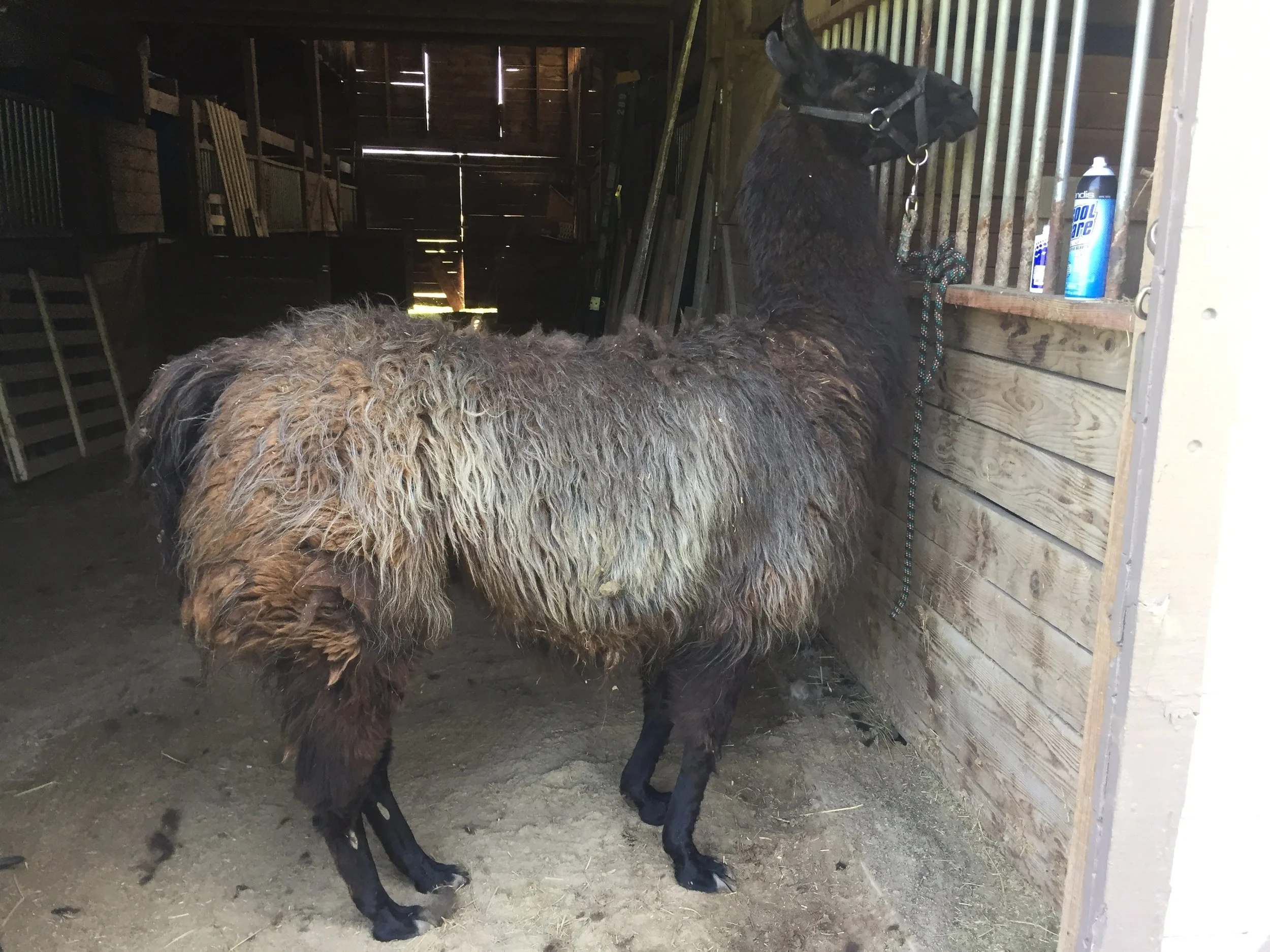 Eilowney (Spring '24)